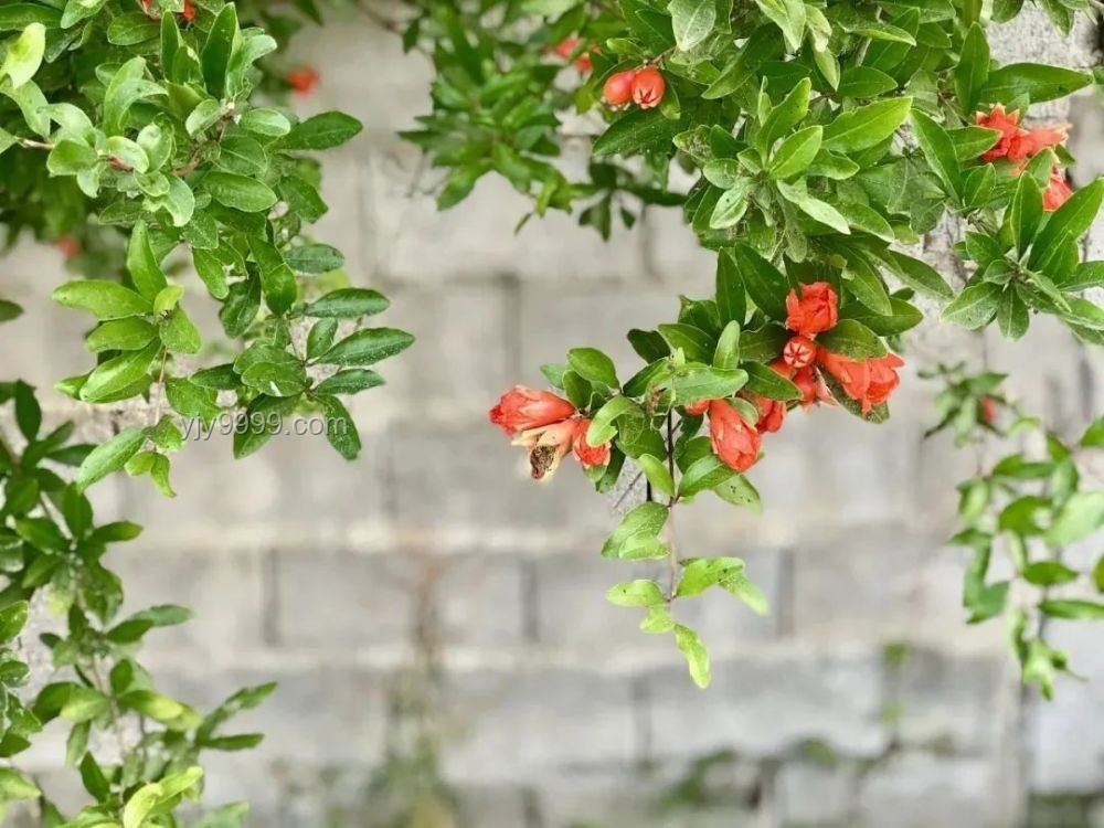 寻常端午，安康情深🍃 只道当时是寻常
